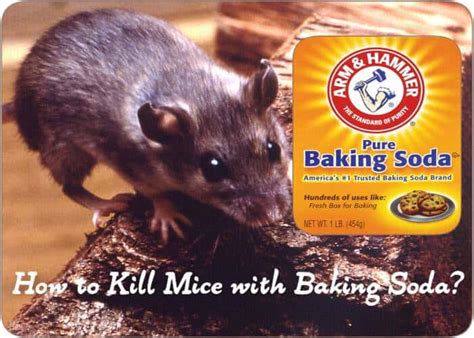 baking soda and corn meal for mice|will baking soda kill rodents.